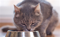 猫咪突然多吃饭是什么原因