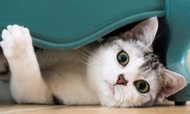 猫咪为什么一直看着主人的脸