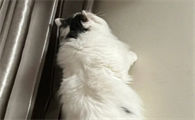 为什么猫咪爬到了墙上