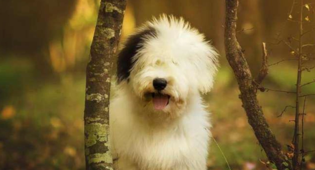 油漆犬是什么狗 油漆犬是什么狗
