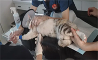 母猫绝育使用超声刀还会疼吗