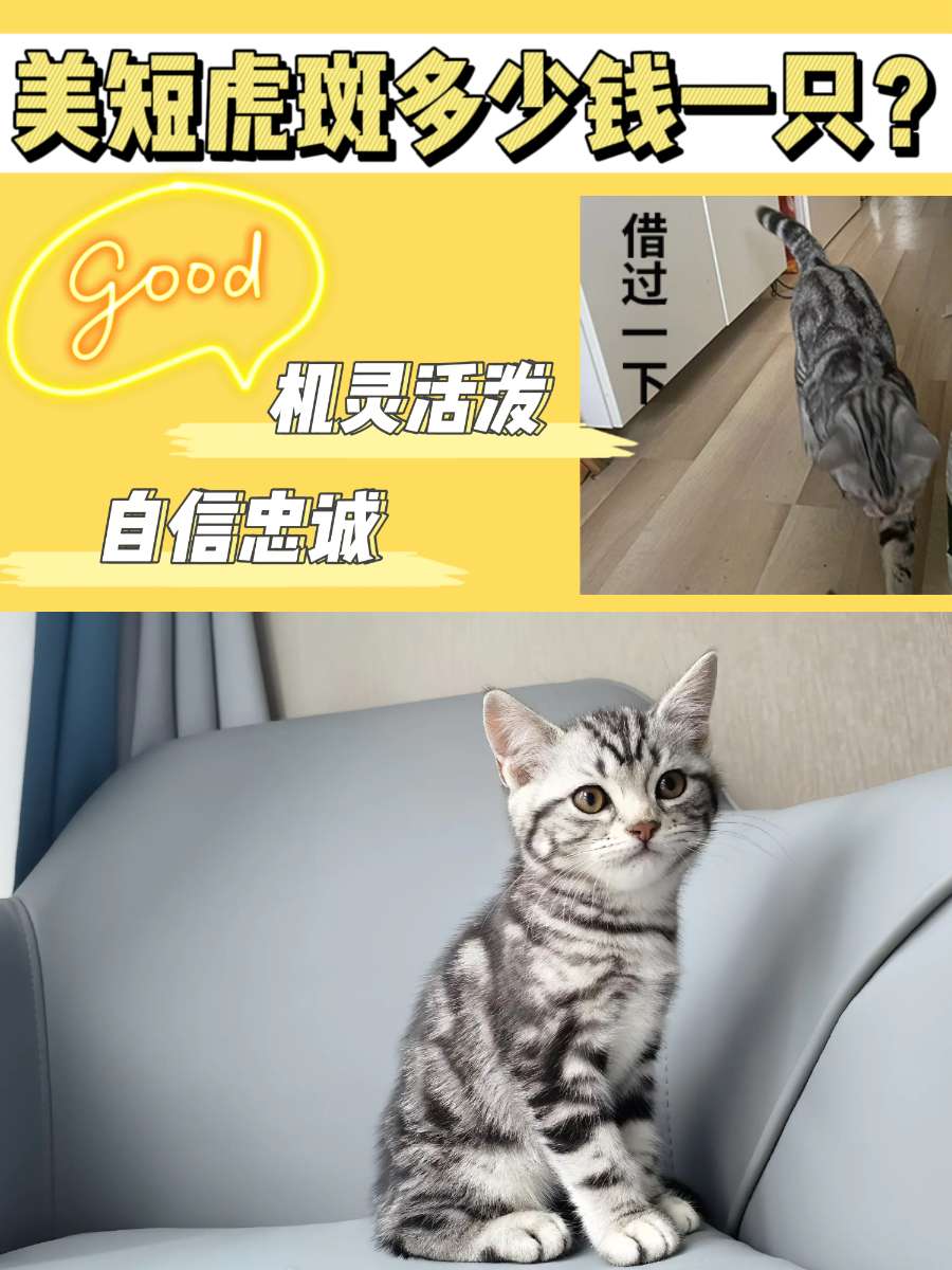 虎斑猫多少钱一只？长得贼机灵，超级惹人爱