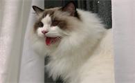 夜晚猫叫像小孩哭忌讳