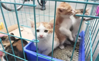 什么叫后院猫舍