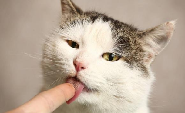 猫咪为什么晚上会舔主人