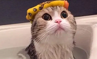 猫咪洗澡可以放盐吗为什么