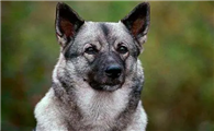 挪威伦德猎犬卧倒怎么训练?怎么让它卧倒?