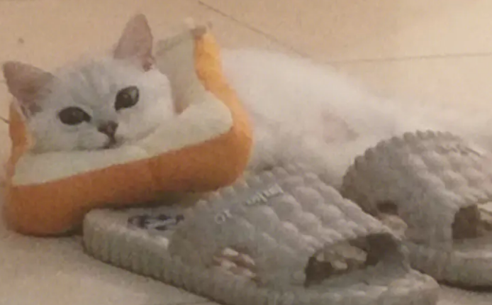 猫咪磨爪子为什么喜欢拖鞋呢