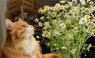猫咪可以闻小雏菊吗