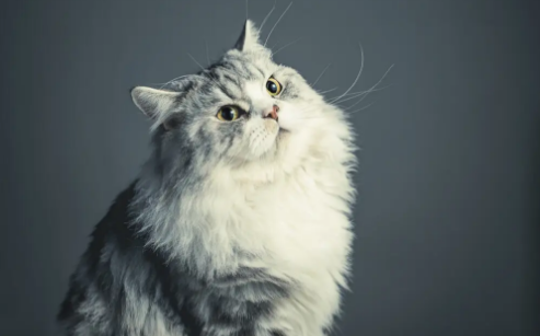 为什么我喜欢亲猫咪脸的人 为什么我喜欢亲猫咪脸的人
