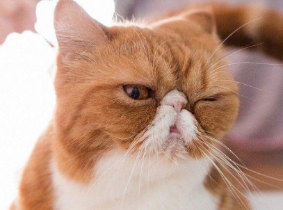 长期养猫的人会得什么病