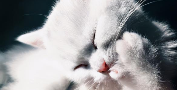妹子兴冲冲抱回了两个月的小奶猫..... 妹子兴冲冲抱回了两个月的小奶猫.....