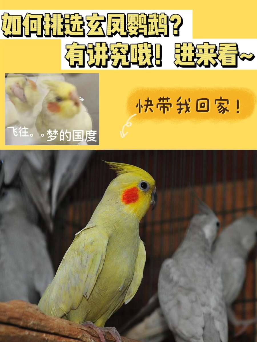 如何挑选玄凤鹦鹉?居然这么有讲究…… 如何挑选玄凤鹦鹉?居然这么有讲究……