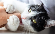 猫咪为什么要乱咬人呢