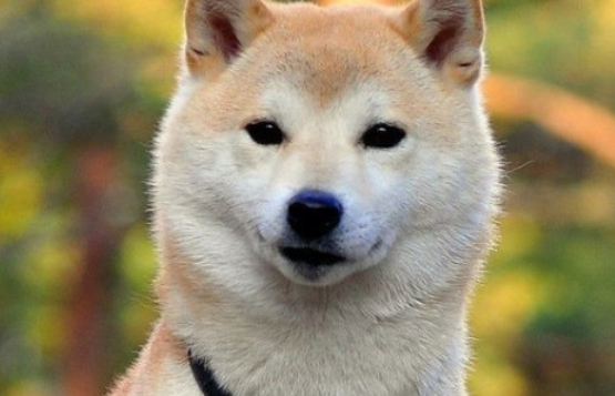 秋田犬耳朵里有粘稠状是怎么回事?想知道的来看看! 秋田犬耳朵里有粘稠状是怎么回事?想知道的来看看!