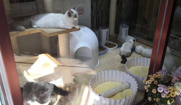 寄养宠物猫价格