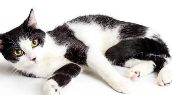 猫咪会躺着坐是什么原因 猫咪会躺着坐是什么原因