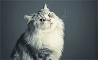 为什么我喜欢亲猫咪脸的人