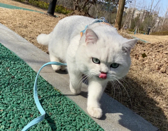 为什么出门猫咪不停叫唤呢