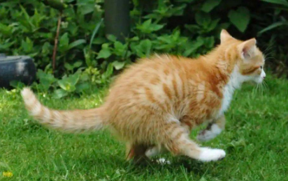 猫拉屎之后为什么到处乱跑