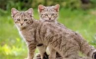 人是猫进化来的
