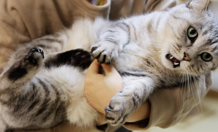 怎么把猫从地上抱起来