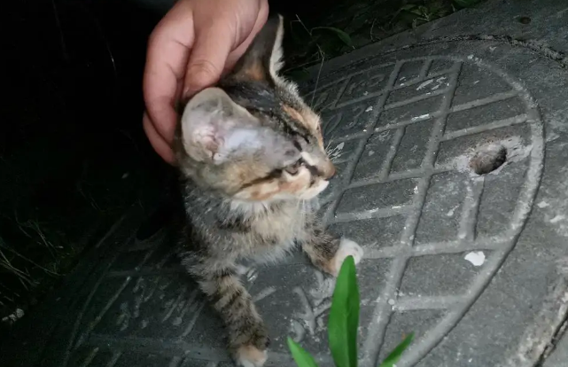 夜晚流浪猫接近你预示 夜晚流浪猫接近你预示