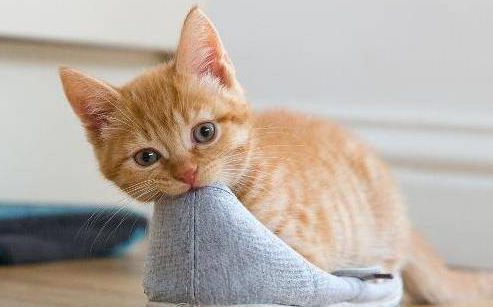 为什么总有人说猫咪臭 为什么总有人说猫咪臭