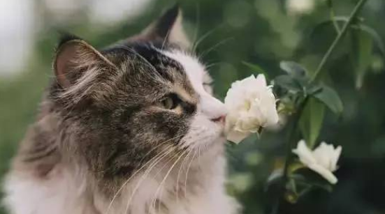 鼠尾草对猫有毒吗