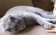 长期养猫人容易得啥病