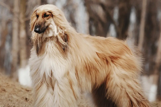 阿富汗猎犬脱毛严重怎么办？脱毛原因是什么？