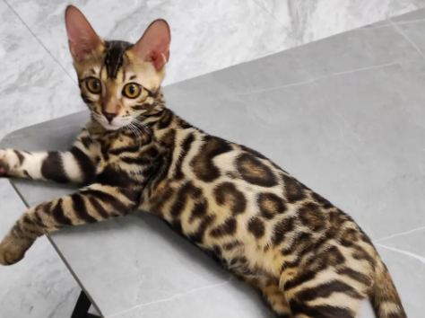 豹猫不吃猫粮怎么办?铲屎官来这里get下吧 豹猫不吃猫粮怎么办?铲屎官来这里get下吧