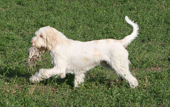 史毕诺犬呕吐怎么回事？要重视