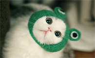猫咪为什么冲主人笑叫个不停