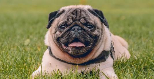 巴哥犬什么时候换粮？铲屎官需知