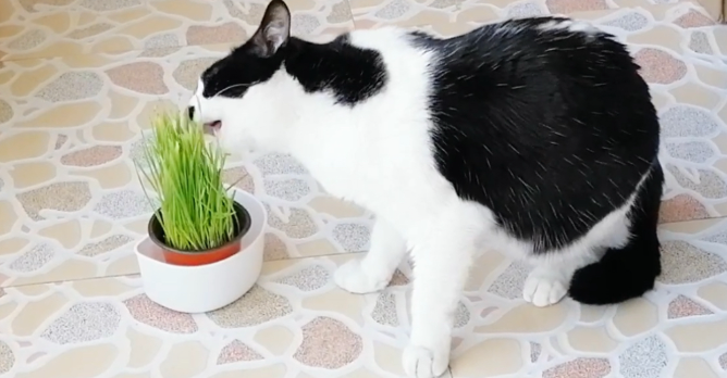 猫吃猫草多久会呕吐出来 猫吃猫草多久会呕吐出来