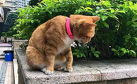 猫咪离家出行就叫怎么回事