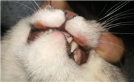 猫咪的嘴巴为什么有异味呢