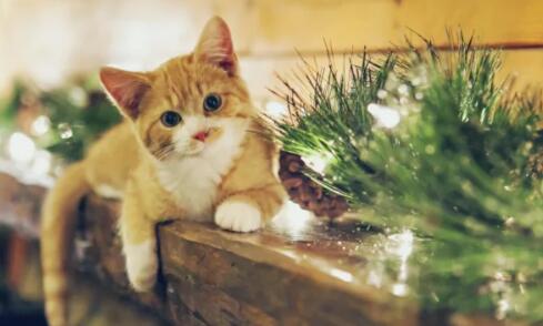 猫咪吃了铁线蕨怎么办