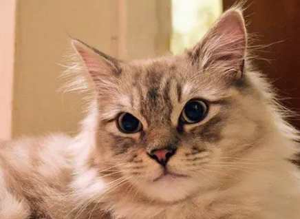 褴褛猫性格如何?猫友可以瞧瞧~ 褴褛猫性格如何?猫友可以瞧瞧~