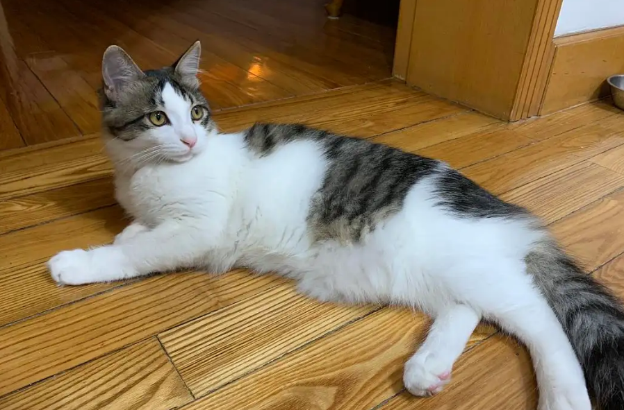 狸花猫对主人好的表现多久才认主?新手主人可以了解一下 狸花猫对主人好的表现多久才认主?新手主人可以了解一下