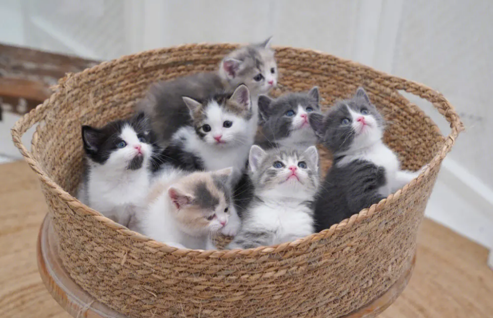 小奶猫可以洗澡吗？需要注意哪些问题？
