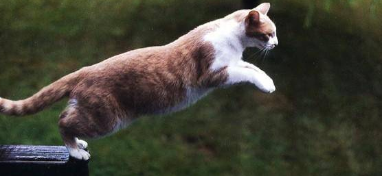 猫咪的脚为什么会跳动起来 猫咪的脚为什么会跳动起来