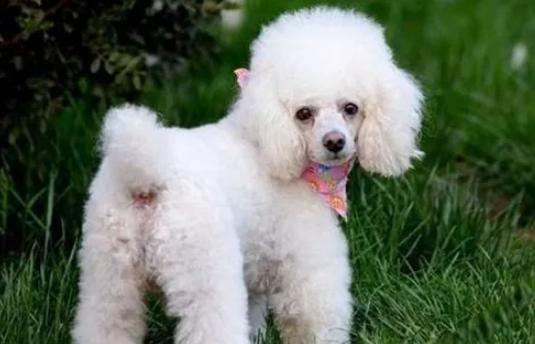 挑选宠物犬要考虑的问题