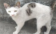 土猫适合家养吗