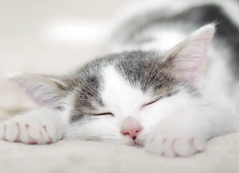 猫咪睡觉前为什么要趴着睡