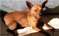 小鹿犬感冒吃什么药?什么药效果好?