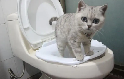 猫咪连续拉稀怎么办