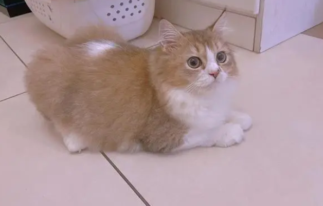 猫三联全国统一价 猫三联全国统一价