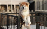 秋田犬可以办狗证吗?想养的来看看吧